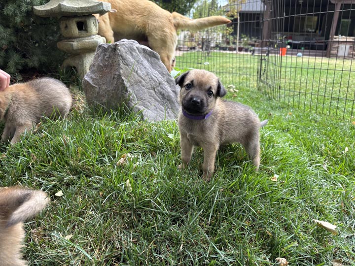 chinook dog